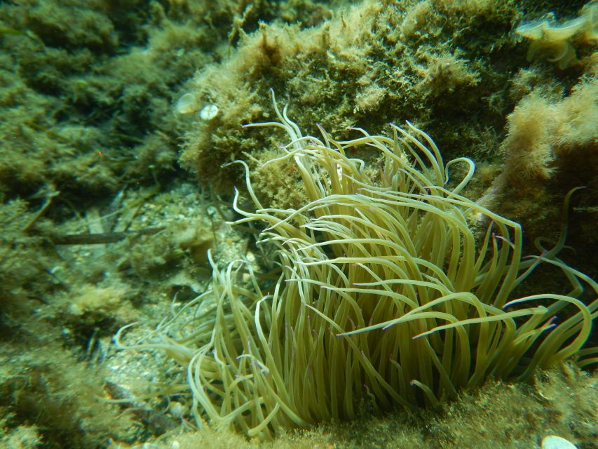 1-Hour Snorkeling Tour in Paraggi Bay, Portofino - What the one-hour Paraggi Bay tour is really like
