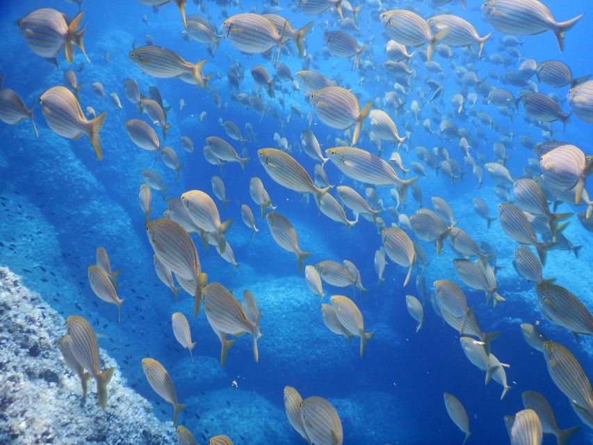 1-Hour Snorkeling Tour in Paraggi Bay, Portofino - A picture briefing before you enter the water