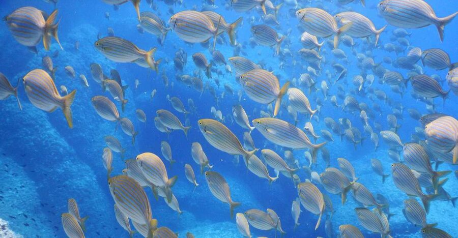1-Hour Snorkeling Tour in Paraggi Bay, Portofino - Second section: fish, sandy seabed, and the Portofino direction