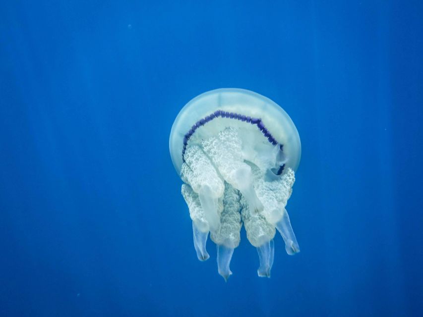 1-Hour Snorkeling Tour in Paraggi Bay, Portofino - Getting to Niasca without losing your morning