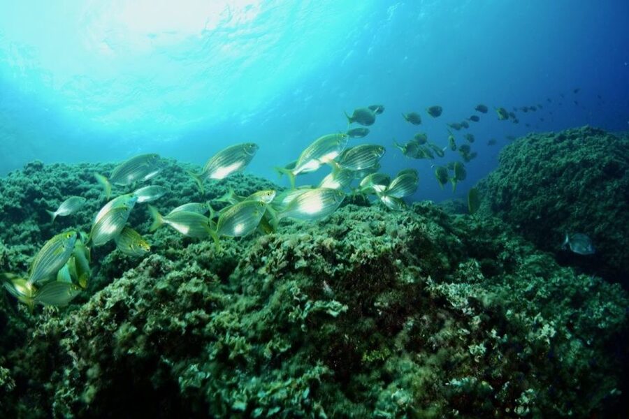 1-Hour Snorkeling Tour in Paraggi Bay, Portofino - Is $50 good value for one hour?