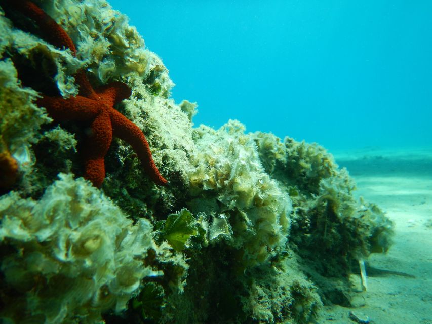 1-Hour Snorkeling Tour in Paraggi Bay, Portofino - Should you book this Paraggi snorkeling tour?