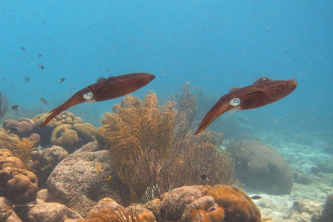 100% Private Charter Snorkel, Sail, Relax (Cruisers Friendly) - 1000 Steps and the Search for Turtles