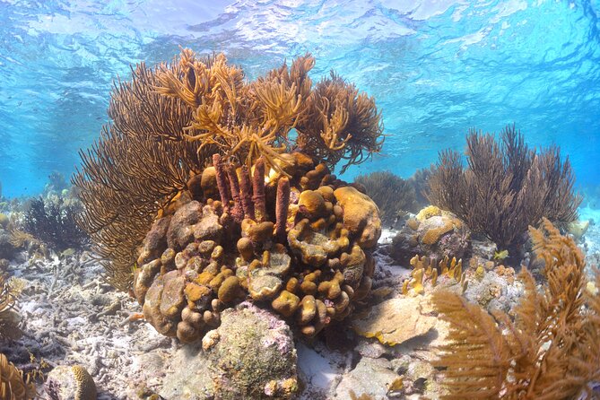 100% Private Charter Snorkel, Sail, Relax (Cruisers Friendly) - Klein Bonaire: The Most Likely Special Stop