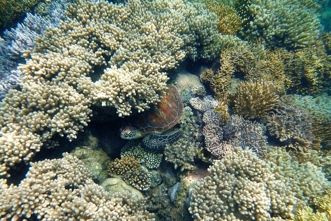 2 1/4 hr Low Isles Reef Sprinter Snorkeling Tour-No Island Access - What the reef may look like