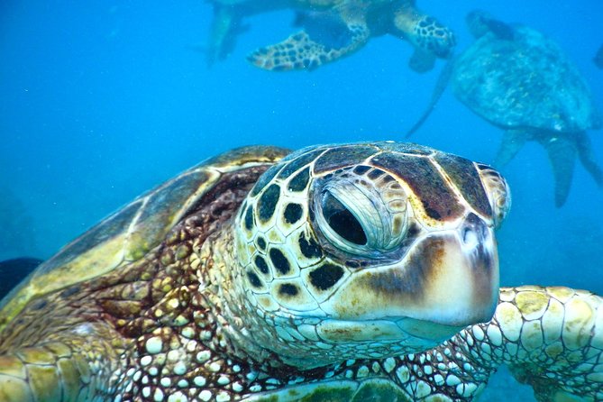 2.5 Hour Xpress Snorkel from Ka’anapali Beach - Why Mala Wharf works so well for a short snorkel