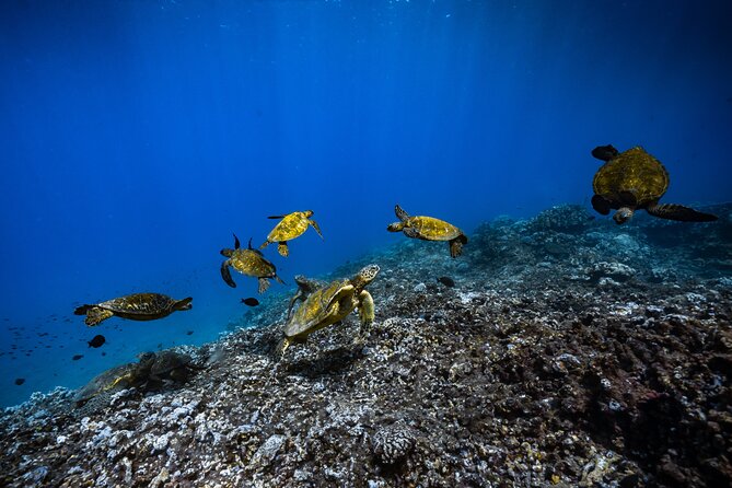 2.5 Hour Xpress Snorkel from Ka’anapali Beach - Who should book, and who should skip it?