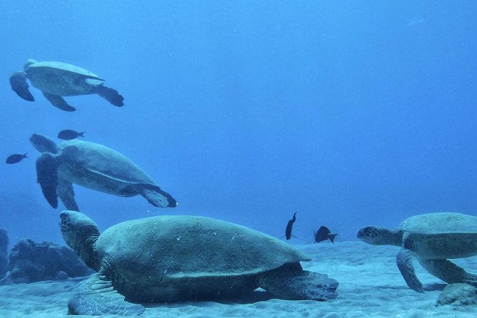 2.5 Hour Xpress Snorkel from Ka’anapali Beach - What you see below the surface at Mala Wharf
