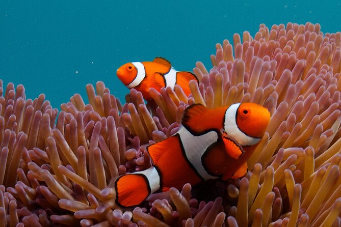 2-Day Snorkelling Experience - Great Barrier Reef Twin Share - The tradeoff between reef time and comfort