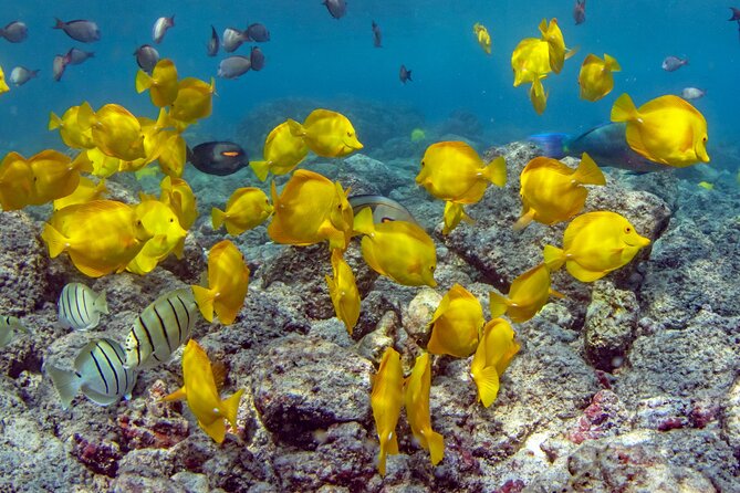 2-Hour Dolphin Watching and Double Reef with Snorkel in Hawaii - Leaving Honokohau Marina on a Small RHIB Boat