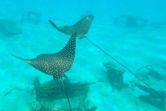 2 ½ - Hour Guided Snorkel Tour of Phil Foster park, Free Videos! - What beginners should expect in the water