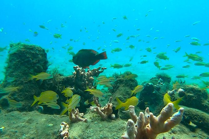 2 ½ - Hour Guided Snorkel Tour of Phil Foster park, Free Videos! - A short swim to reefs, sand, and seagrass