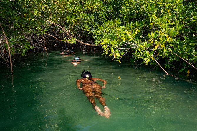 2 Hour Mangrove Kayak and Snorkel Tour - Why Lac Bay is worth your time