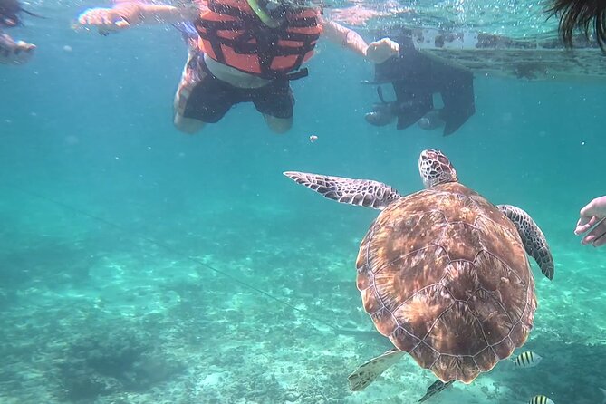 2-Hour Snorkeling in Two Spots of Tulum's Reef - Stop two: coral, schools of fish, and a different mood