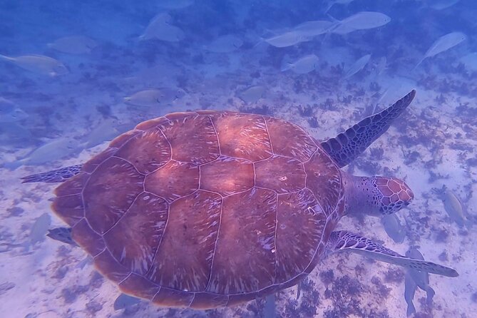 2-Hour Snorkeling in Two Spots of Tulum's Reef - Guide support for first-time snorkelers