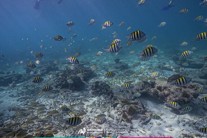 2-Hour Snorkeling Paradise Reef in Cancún Underwater Museum - Why the floating platform matters
