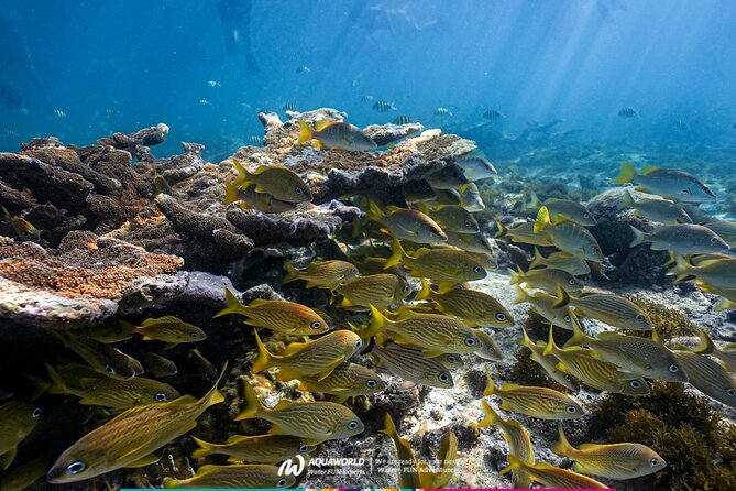 2-Hour Snorkeling Paradise Reef in Cancún Underwater Museum - What to bring and how to prepare