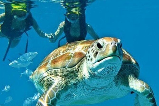 2 Hours Turtle Feeding, Shipwreck & Reef Snorkeling Tour Barbados - Key points to know before booking