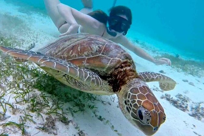 2 Hours Turtle Feeding, Shipwreck & Reef Snorkeling Tour Barbados - How the $65 price works out
