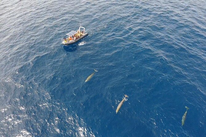 2h Dolphin and Whale Viewing + Snorkeling Tour - How long is the outing in practice?