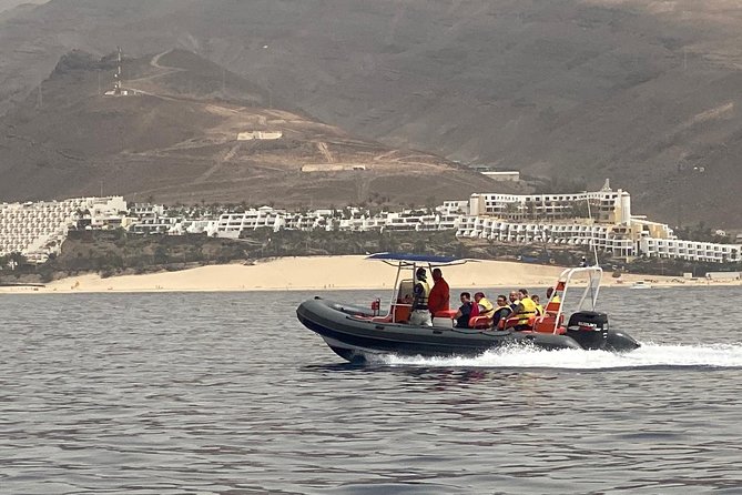2h Dolphin and Whale Viewing + Snorkeling Tour - Who will enjoy this most?