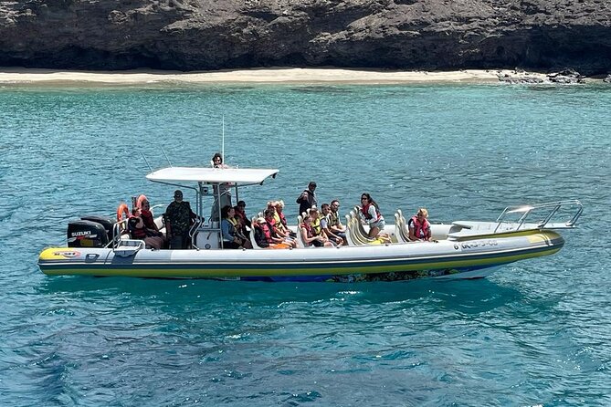 2h Dolphin and Whale Viewing + Snorkeling Tour - The search for dolphins, whales, and other wildlife
