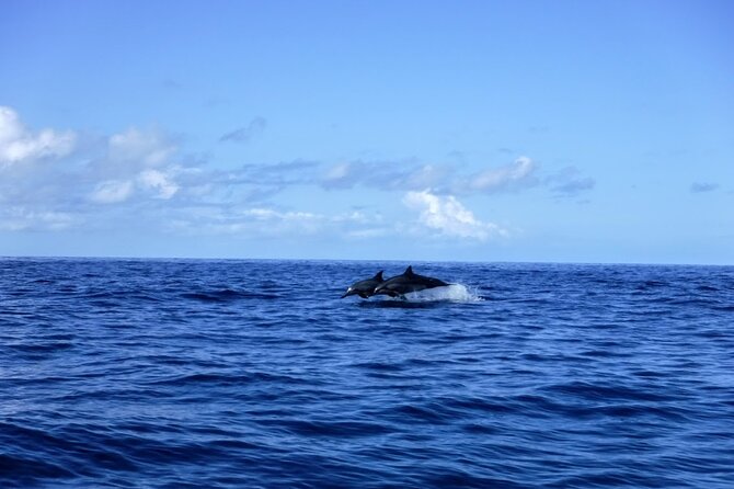 3.5 Hour Kailua-Kona Ocean Kayak and Snorkel Tour - Snorkeling over coral and more than 50 fish species