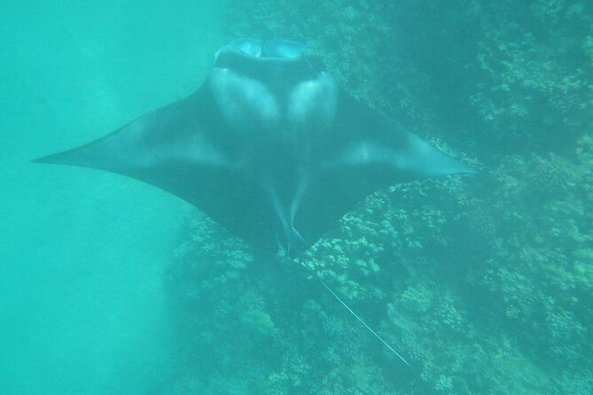 3.5 Hour Kailua-Kona Ocean Kayak and Snorkel Tour - The physical side: honest advice about effort and seasickness