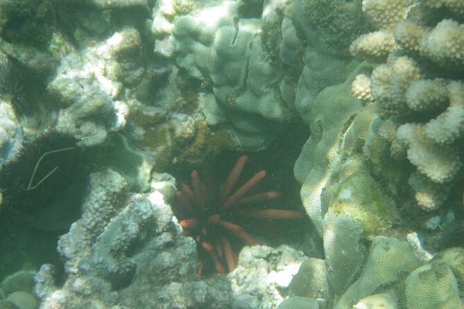 3.5 Hour Kailua-Kona Ocean Kayak and Snorkel Tour - Who will enjoy this Kona adventure most
