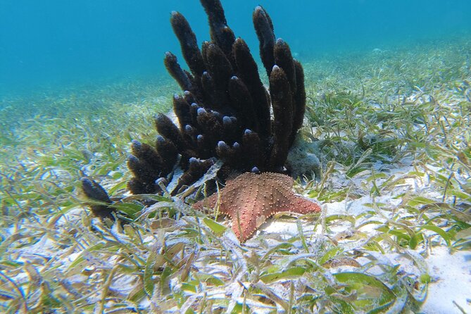 3 Hour Costa Maya Snorkeling Excursion - La Leyenda ECO-TOURS - What happens at the two snorkeling sites