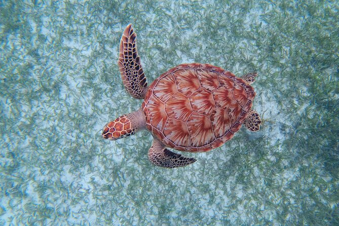 3 Hour Costa Maya Snorkeling Excursion - La Leyenda ECO-TOURS - Is $77.66 a fair price?