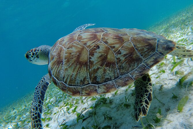 3 Hour Costa Maya Snorkeling Excursion - La Leyenda ECO-TOURS - Who should book this Mahahual outing?