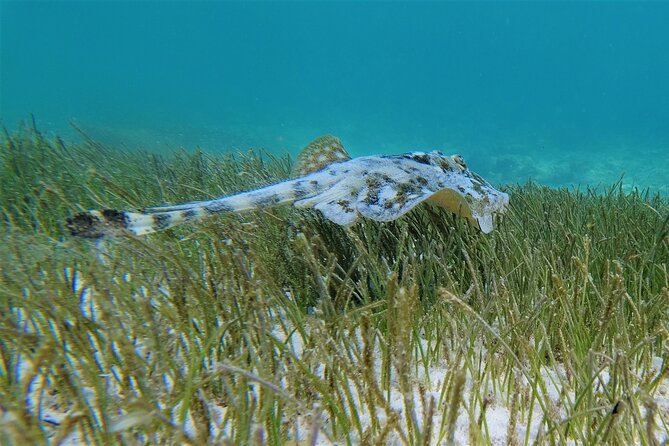 3 Hour Costa Maya Snorkeling Excursion - La Leyenda ECO-TOURS - Should you book it?
