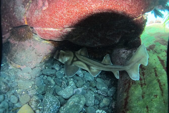 3-Hour Kayak and Snorkeling Experience in Batemans Bay - The 8:00 am start and changing meeting point