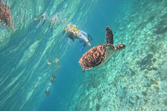 3 in 1 Jungle Speedboat and Snorkeling in Cancun - Snorkeling at the Mayan Reef near El Meco