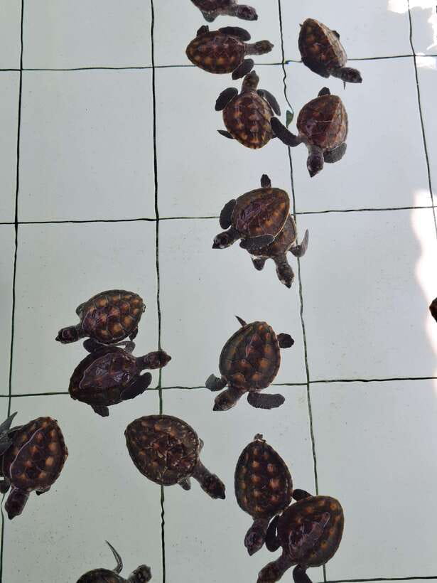 3 islands snorkeling & turtle sanctuary Gopro included - Three islands, one compact snorkeling day