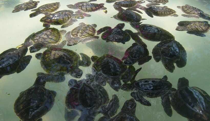 3 Islands Snorkeling with Glass Bottom Boat & GOPRO SHOOT - Is $13 a fair price?