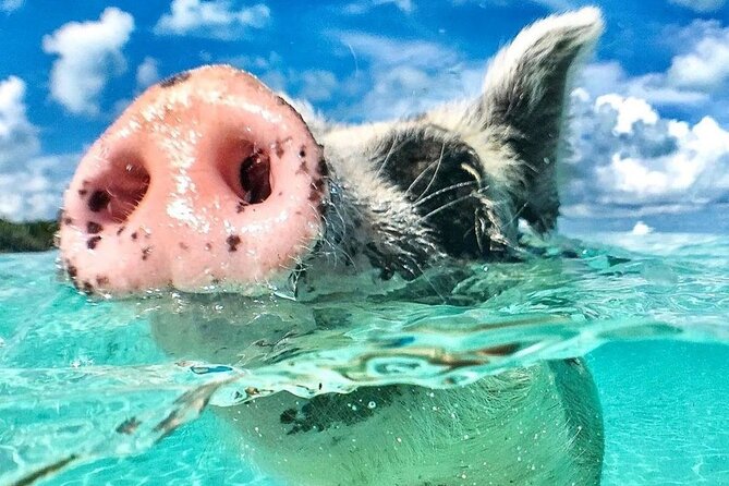 3 Islands Tour, Swim with Pigs, Turtles, Snorkelling & lunch - Key points to know before you book