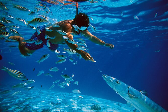 3 Islands Tour, Swim with Pigs, Turtles, Snorkelling & lunch - The crew can make or break the outing