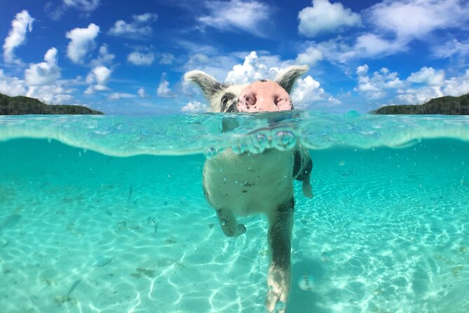 3 Islands Tour, Swim with Pigs, Turtles, Snorkelling & lunch - Who will enjoy this tour most?