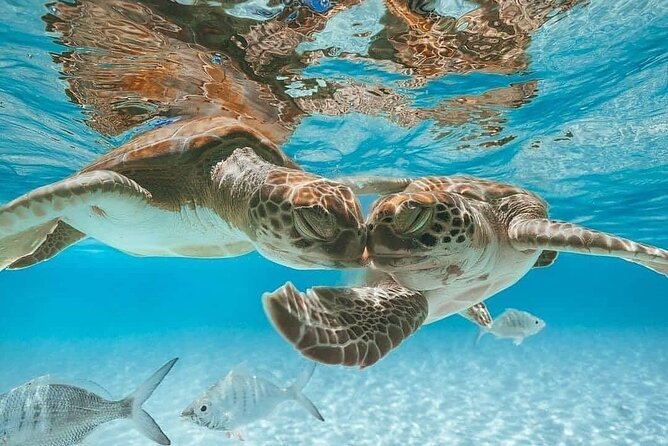 3 Islands Tour, Swim with Pigs, Turtles, Snorkelling & lunch - Atlantis from the boat: a quick photo stop