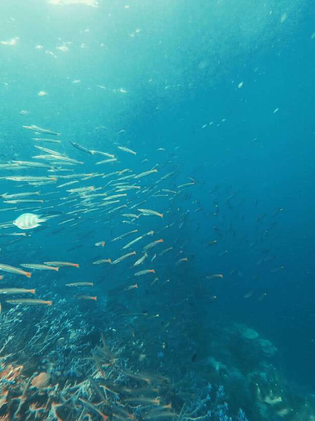 3DAYS AND 2NIGHTS SNORKEL ISLANDS HOPPING EXPEDITION - Snorkeling, coral gardens, and quiet coves