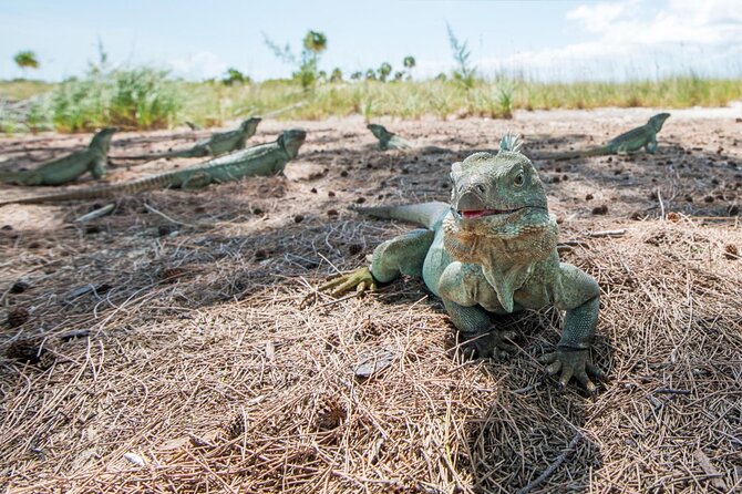 3HR Emerald reef snorkeling, iguana island and shipwreck tour - Price, pickup, and what is included