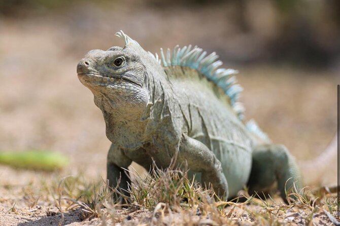 3HR Emerald reef snorkeling, iguana island and shipwreck tour - Who will enjoy this outing most
