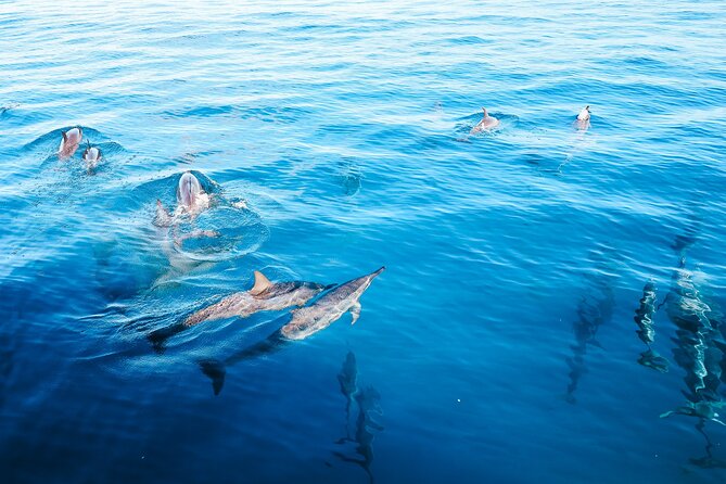 4 Hour Big Island Dolphin Watch Boat Tour, Snorkeling & BBQ Lunch - Key points to know before you go