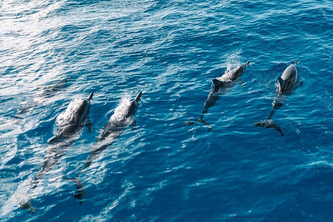 4 Hour Big Island Dolphin Watch Boat Tour, Snorkeling & BBQ Lunch - A fast start along the Kailua-Kona coast