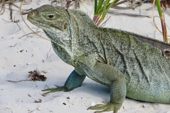 4-Hour Catamaran Sail and Snorkel Tour from Grace Bay - Beach Pickup Makes the Start Easy