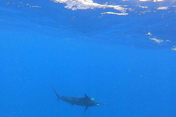4 Hour Costa Maya Fishing and Snorkeling Experience - A fishing and reef day in Mahahual