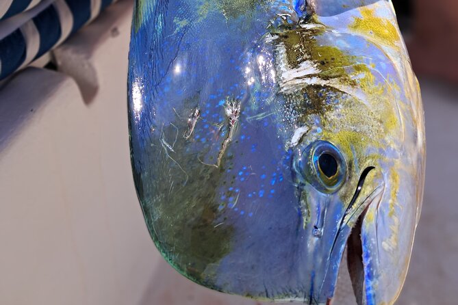 4 Hour Costa Maya Fishing and Snorkeling Experience - Three hours of trolling and bottom fishing