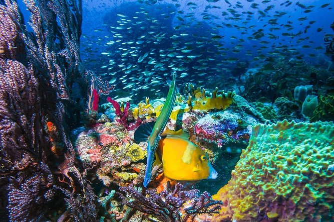 4-hour snorkel cruise to Underwater Sculptures with boat dogs - Stop two: Flamingo Bay’s reef and marine life